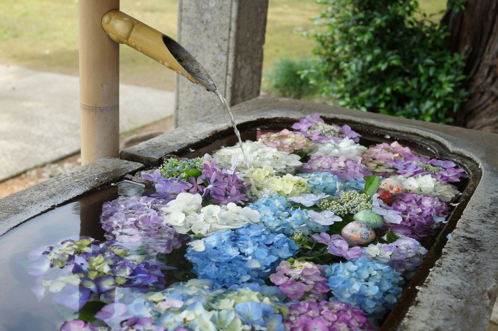 初夏の楽しみ!宇都宮の紫陽花の名所!おすすめスポット【2026年版】