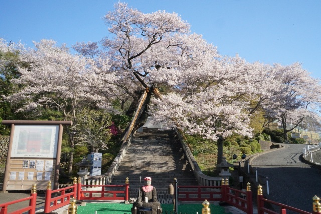 慈光寺の桜_2