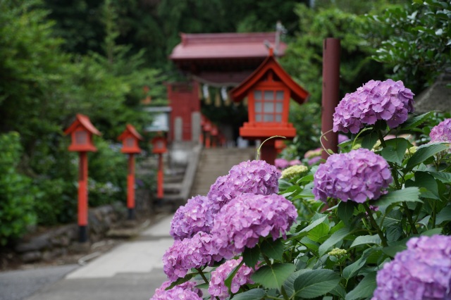 平出雷電神社のあじさい_2