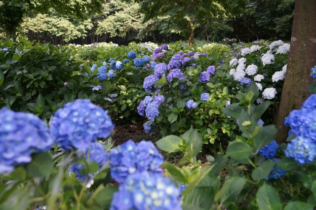 飛山城址公園のあじさい_1