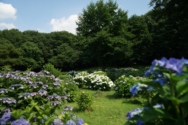 飛山城址公園のあじさい_2