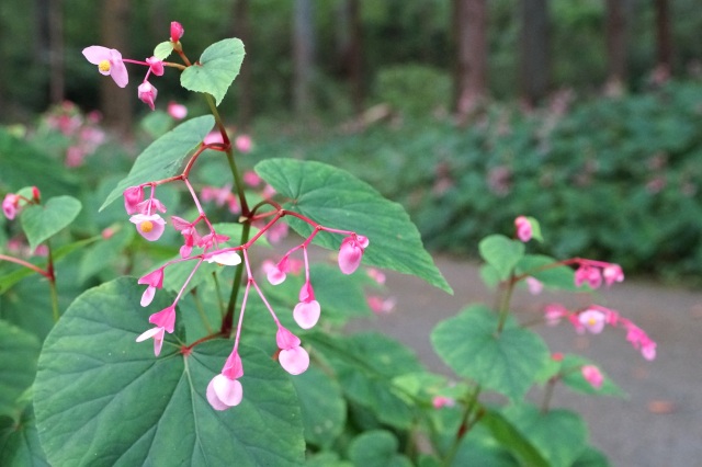 森林公園の秋海棠_1