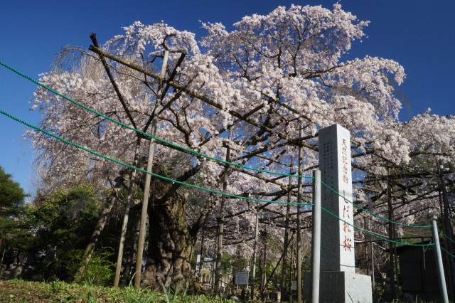 祥雲寺のしだれ桜_1