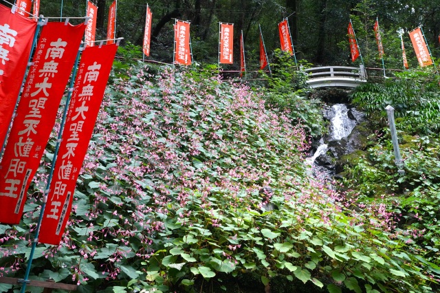 多気山不動尊の秋海棠_2