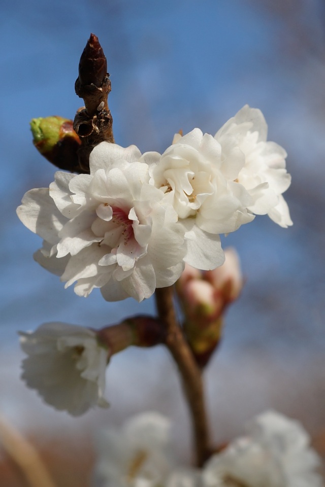 道の駅うつのみやろまんちっく村の冬桜_1