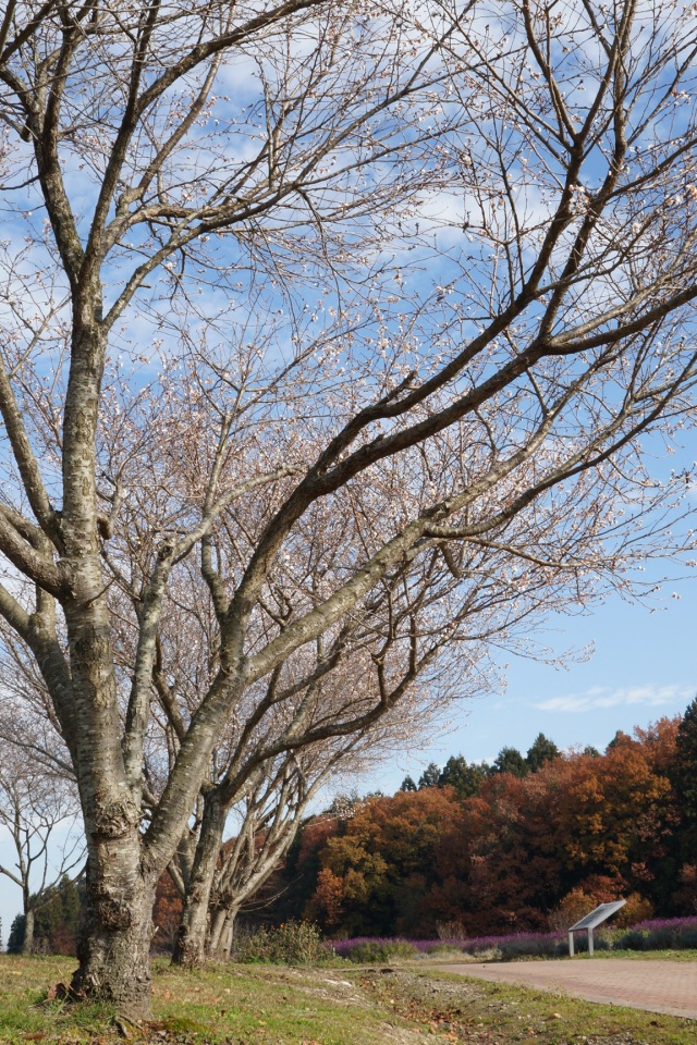 道の駅うつのみやろまんちっく村の冬桜_2