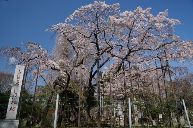 祥雲寺のしだれ桜_2