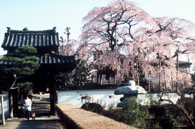 広琳寺のしだれ桜_1