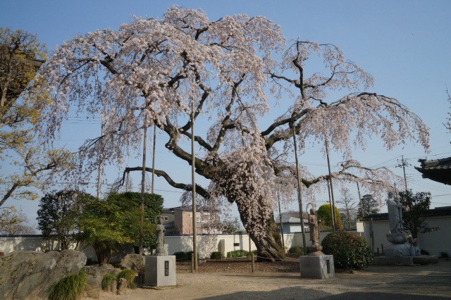 広琳寺のしだれ桜_2