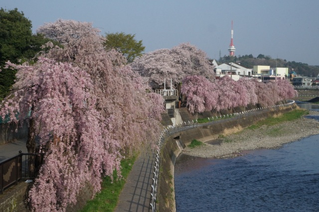 田川のしだれ桜_1