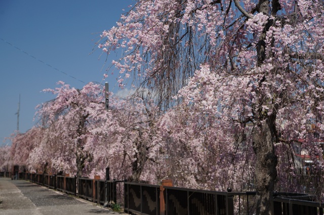 田川のしだれ桜_2