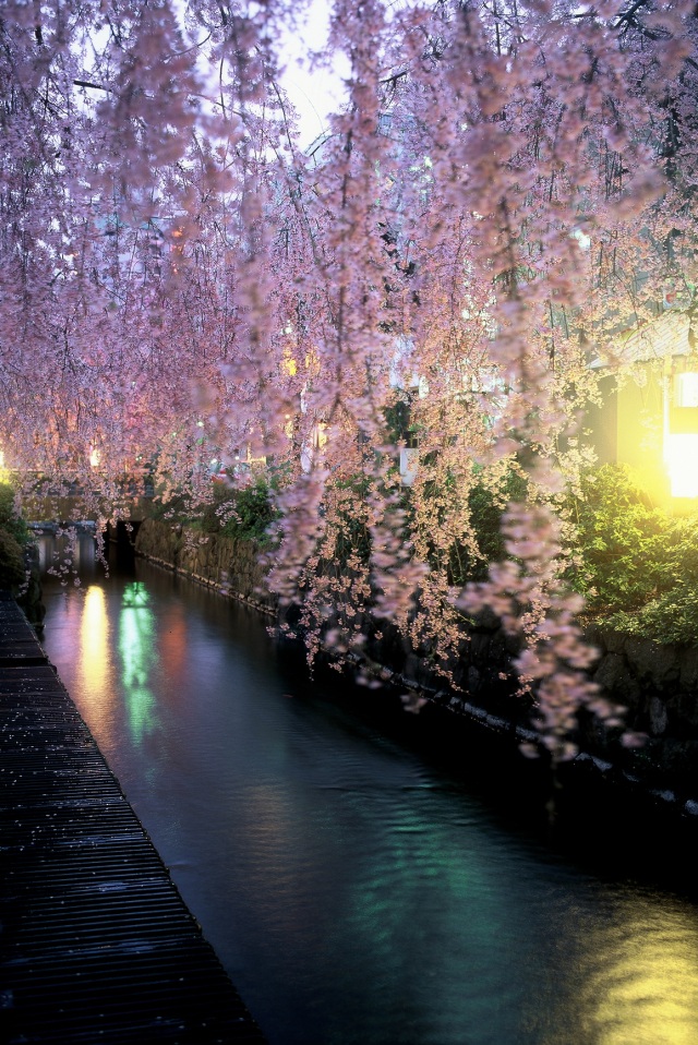 釜川のしだれ桜_1