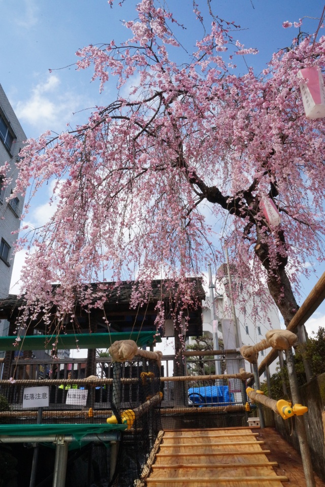 釜川のしだれ桜_2