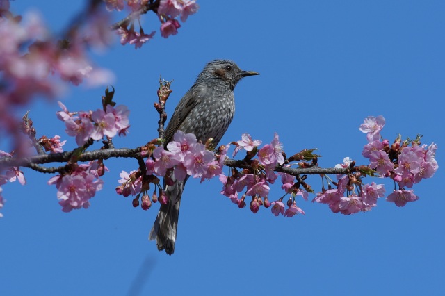 宇都宮城址公園の河津桜_2