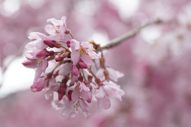 釜川のしだれ桜_4