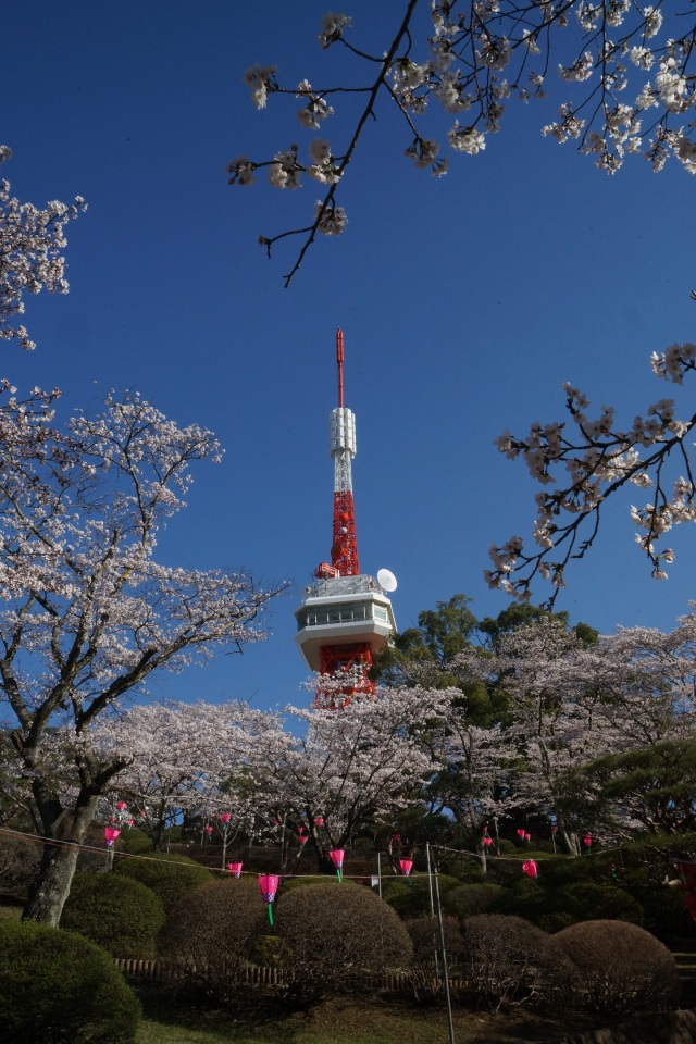 八幡山公園の桜_1