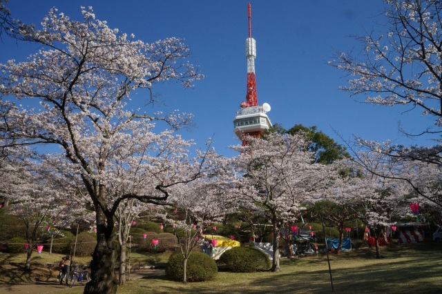 八幡山公園の桜_2