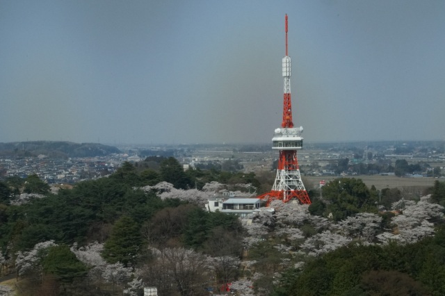 八幡山公園の桜_3