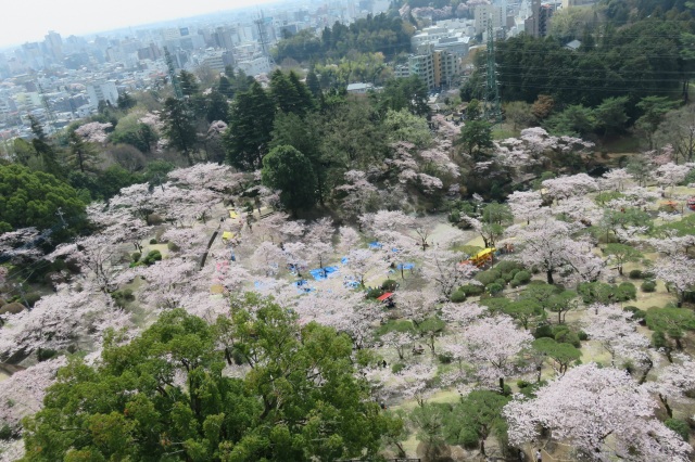 八幡山公園の桜_4