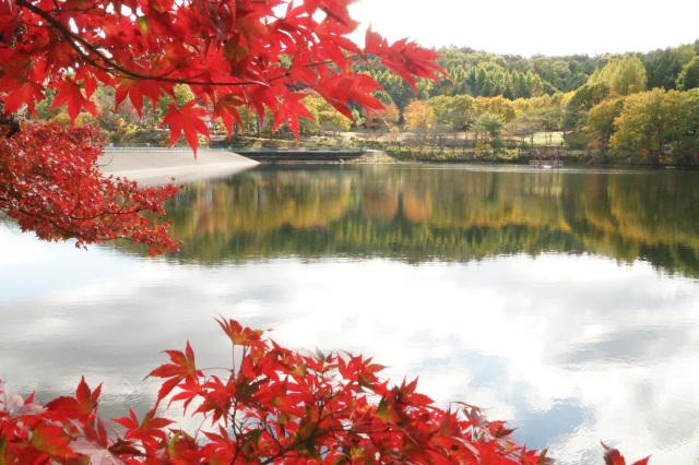 森林公園の紅葉_2