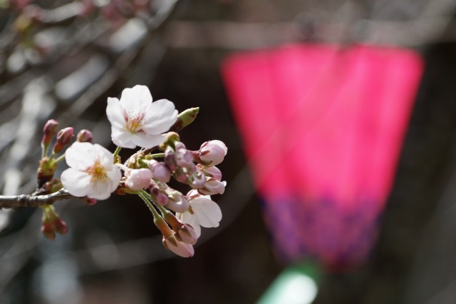 八幡山公園の桜_5