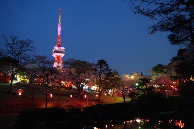 八幡山公園の桜_6