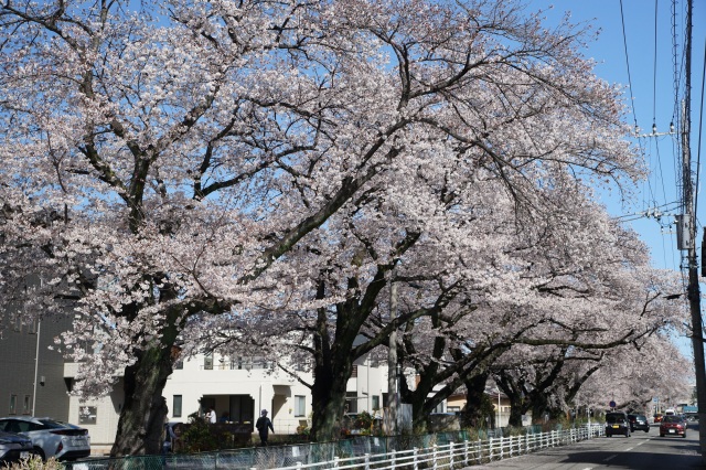 新川の桜並木_1