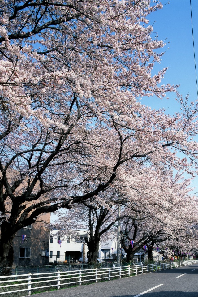 新川の桜並木_2