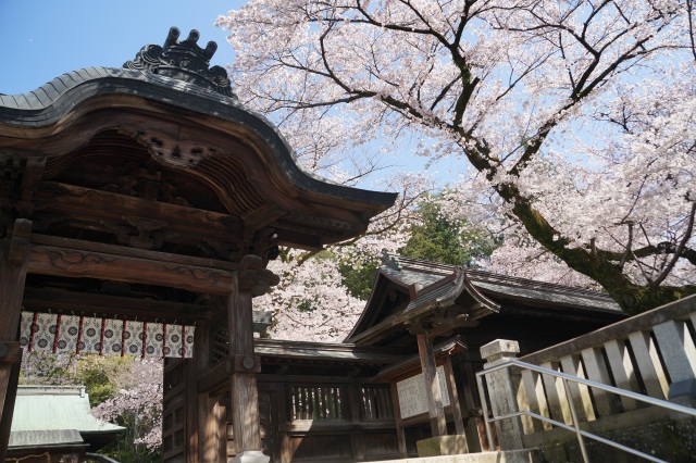 二荒山神社の桜_1