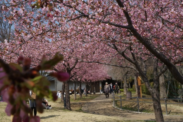 宇都宮城址公園の河津桜_3