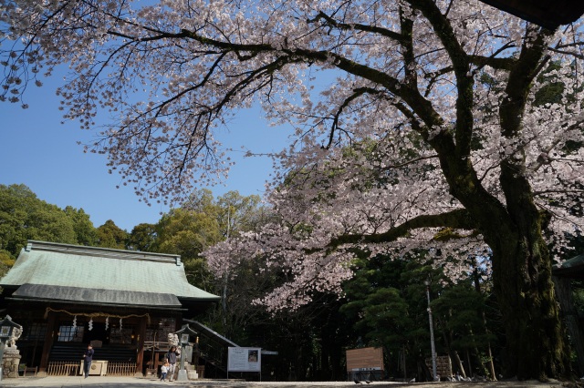 二荒山神社の桜_2