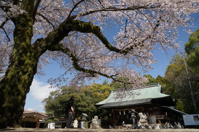 二荒山神社の桜_3