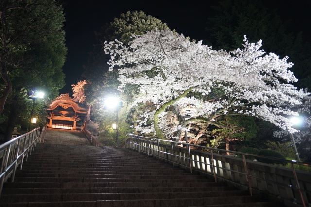 二荒山神社の桜_4