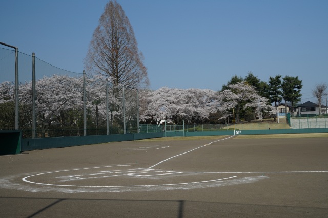 栃木県運動公園の桜_1