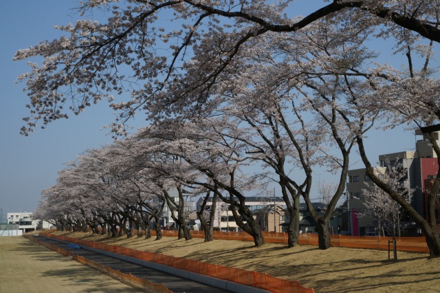 栃木県運動公園の桜_2