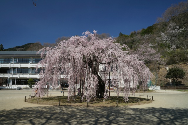 城山西小学校の孝子桜_1