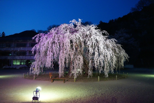 城山西小学校の孝子桜_2