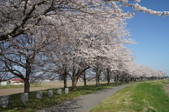 石井の桜堤_1