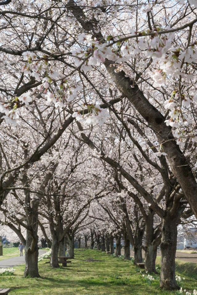 石井の桜堤_2