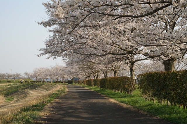 河内の桜堤_1