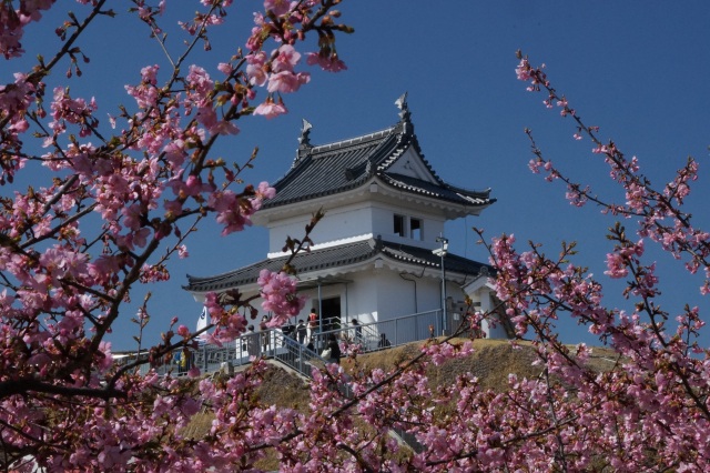 宇都宮城址公園の河津桜_4