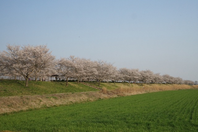 河内の桜堤_2