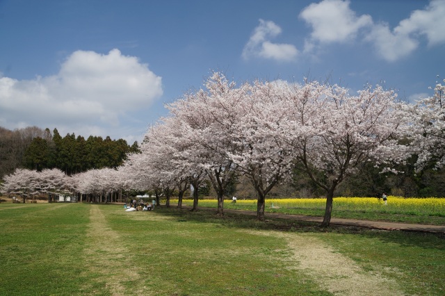 道の駅うつのみやろまんちっく村の桜_1