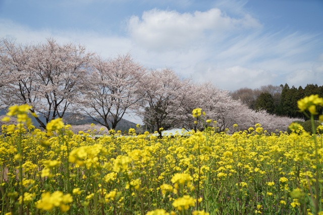 道の駅うつのみやろまんちっく村の桜_2