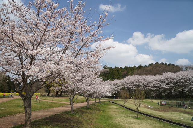 道の駅うつのみやろまんちっく村の桜_3