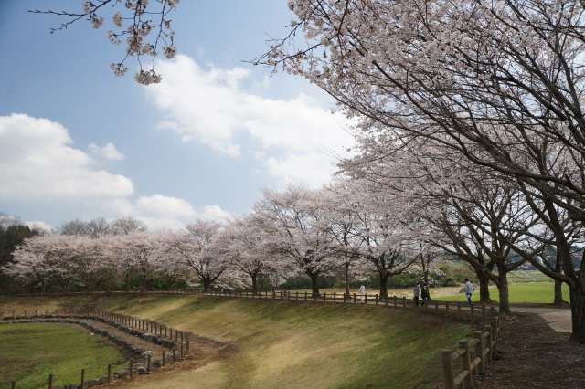 道の駅うつのみやろまんちっく村の桜_4