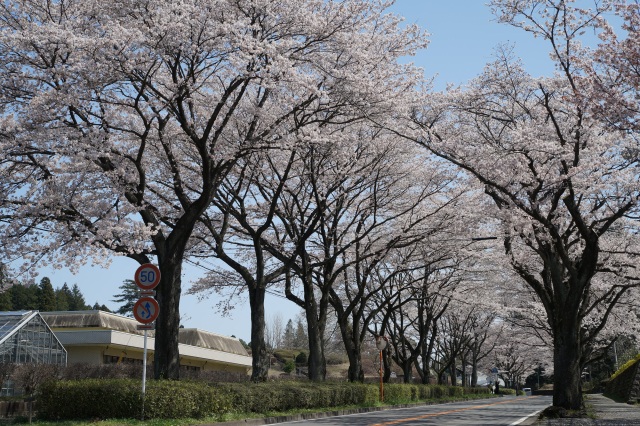 農業試験場前の桜並木_1