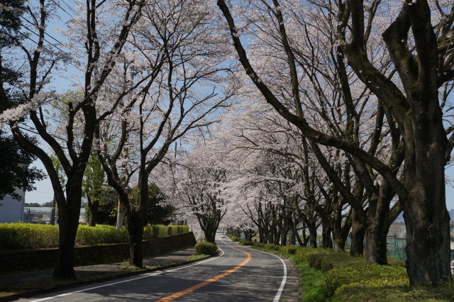 農業試験場前の桜並木_2