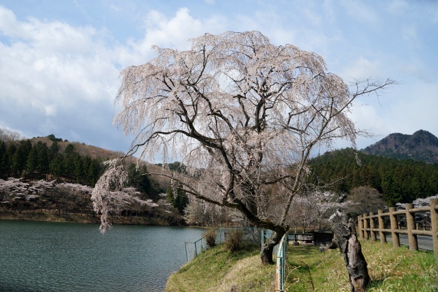 森林公園の桜_1