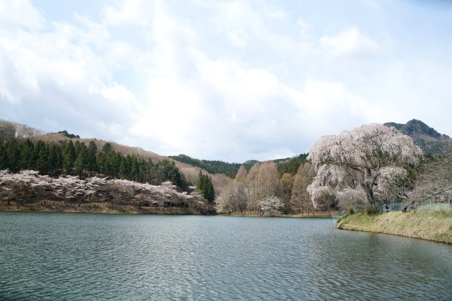 森林公園の桜_2